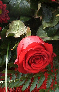 Роза (6)