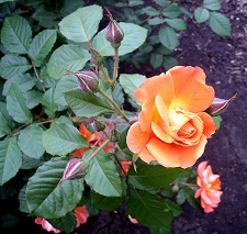 Роза (2)