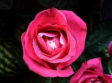 Роза (3)