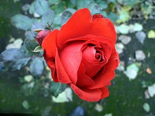 Роза (4)
