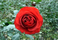 Роза (5)